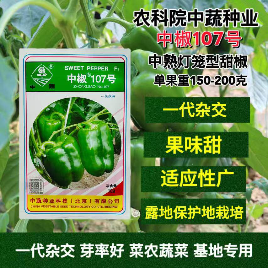 中蔬中椒107号甜椒种子早熟灯笼椒菜椒种子果大味甜大田蔬菜种籽
