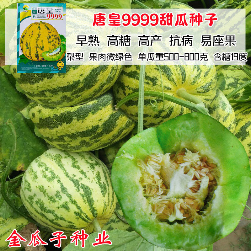 唐皇9999豹点八里香飘香甜瓜种子花绿肉农家春夏播冰糖子脆甜瓜籽