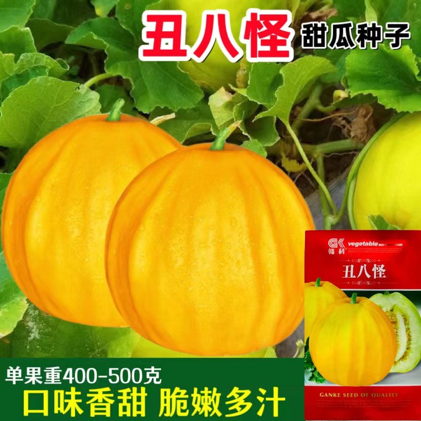 丑八怪甜瓜香瓜早熟高产酥脆超甜