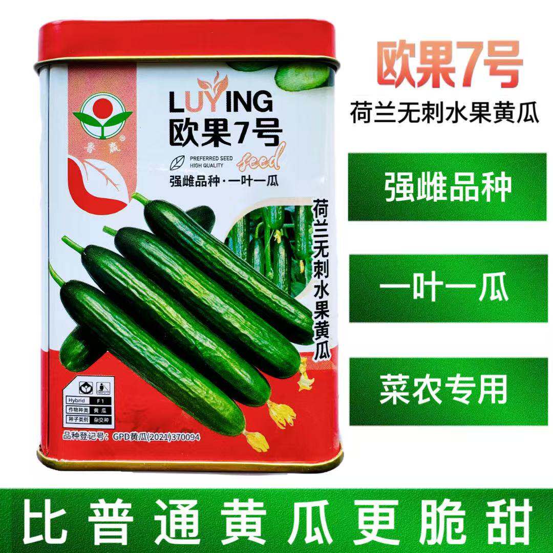 欧果7号水果黄瓜种子荷兰无刺水果黄瓜籽强雌品种一叶一瓜春秋季