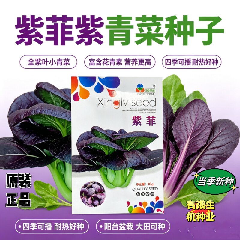 紫菲青菜种子紫色油菜种籽耐热转基因小白菜四季小青蔬菜菜籽