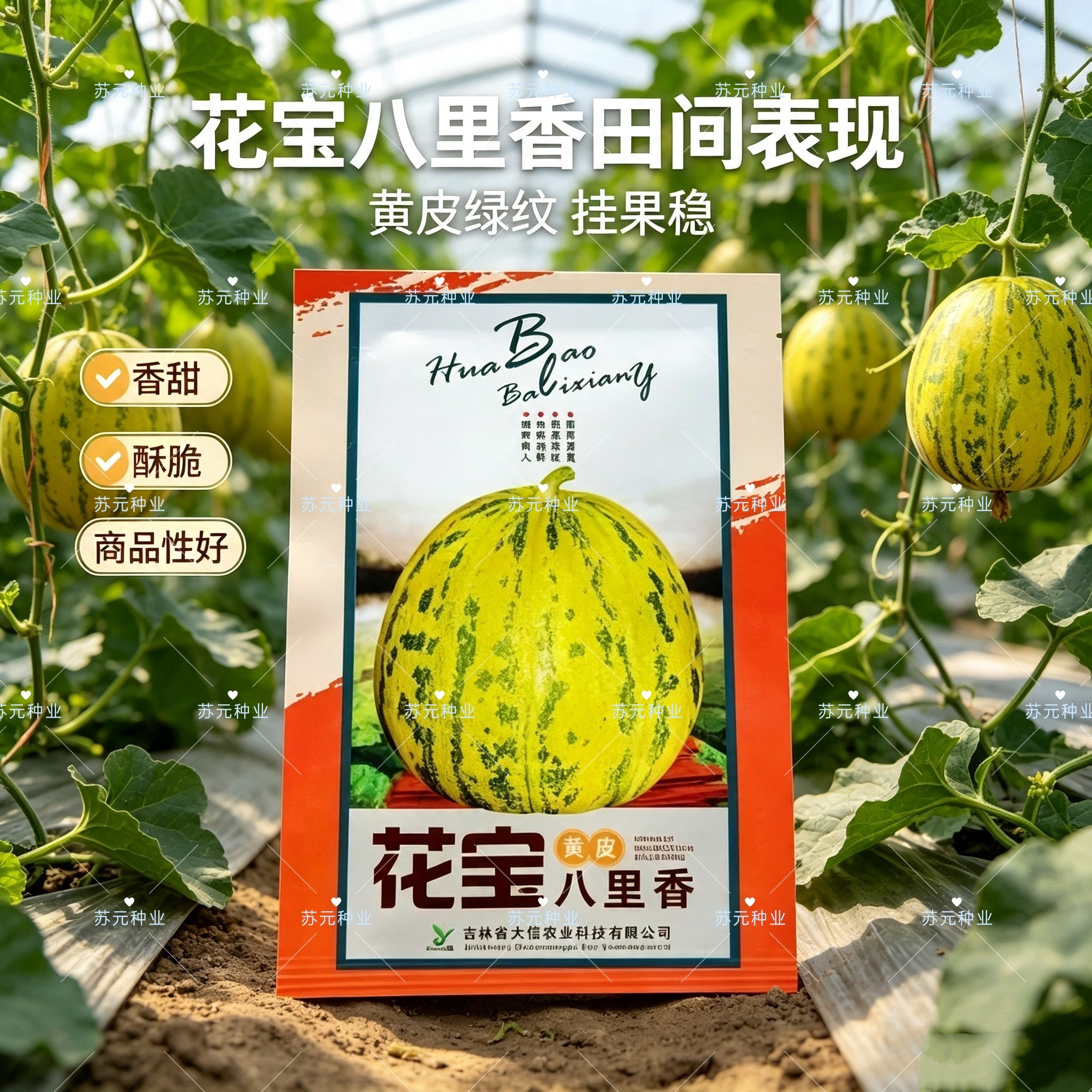 花宝八里香甜瓜种子 八里香薄皮豹纹高唐绿肉高产抗病甜瓜种籽孑