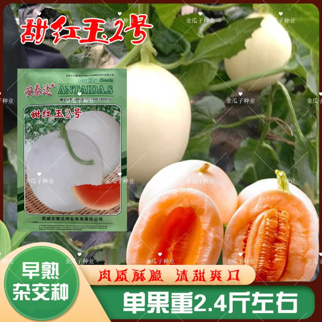 甜红玉2号白皮甜瓜种子籽早熟白皮红肉香瓜种籽脆甜抗病水果种孑