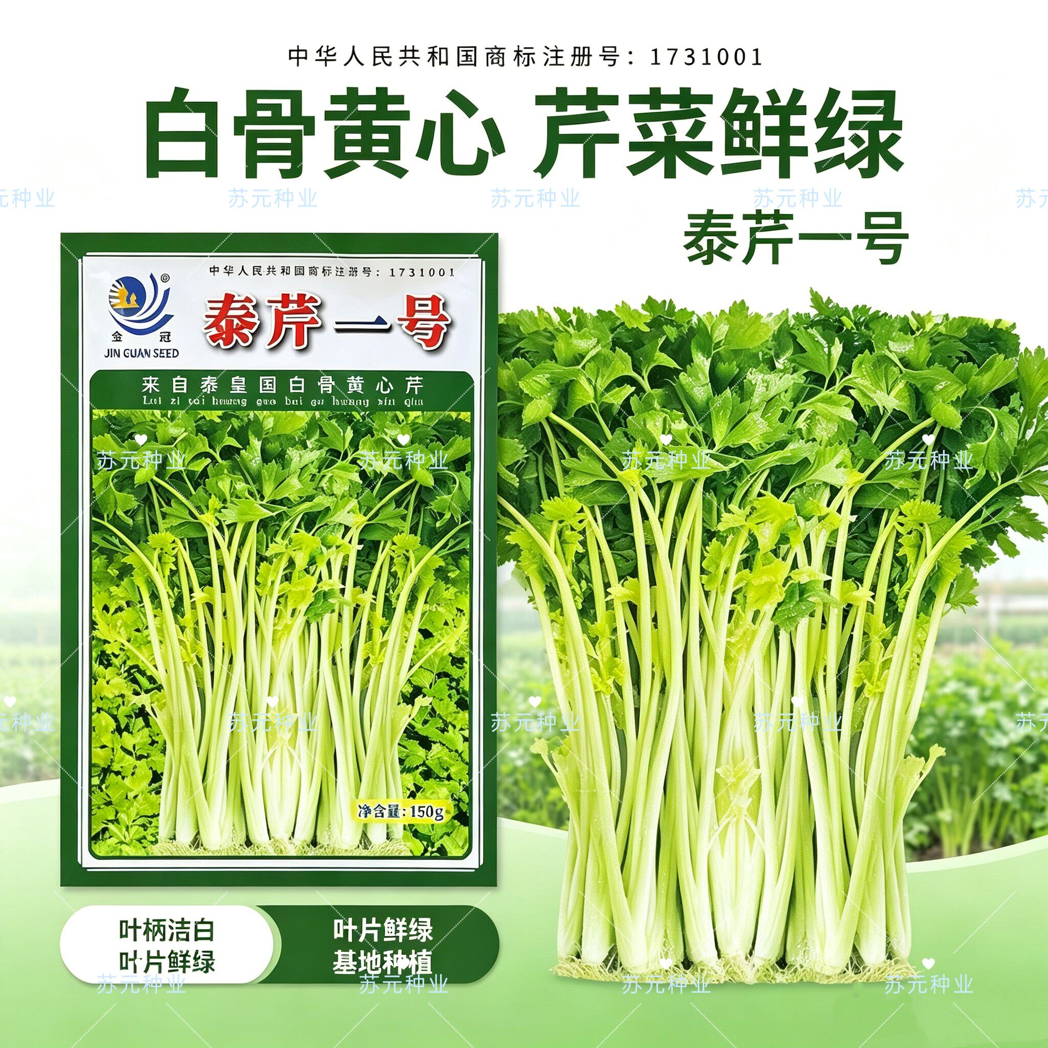 泰芹一号耐高温芹菜种籽泰国引种白骨黄心芹种子耐热空心芹菜种子