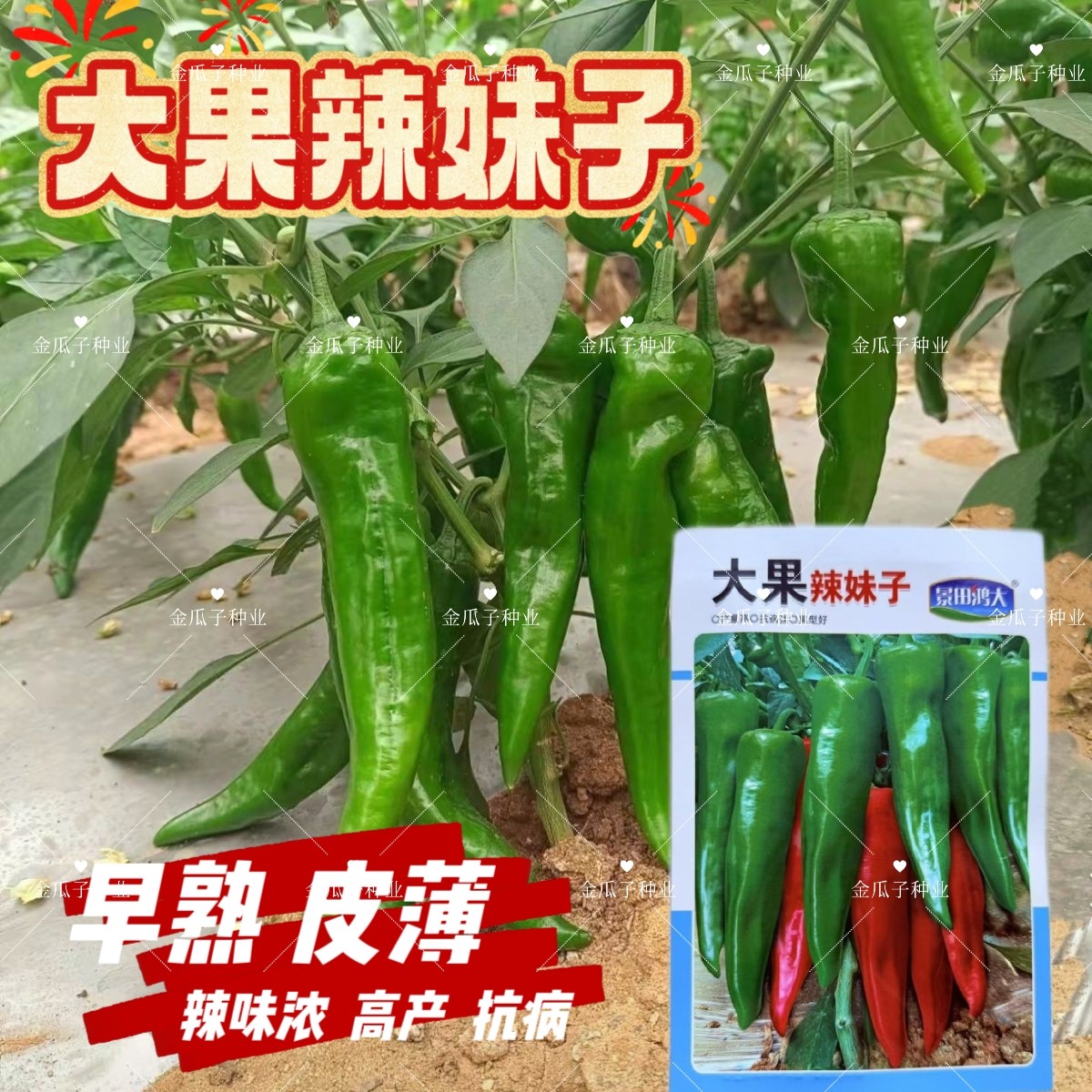 大果辣妹子杂交辣椒种子早熟皮色深绿青红椒两用节节有果辣味香浓