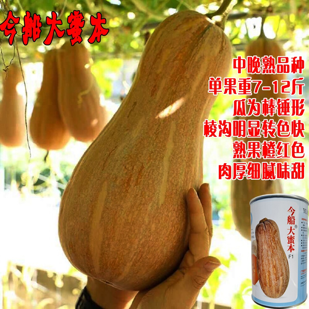金船大蜜本南瓜种子中晚熟棒锺形顶端膨大口感细腻味甜蜜本南瓜籽