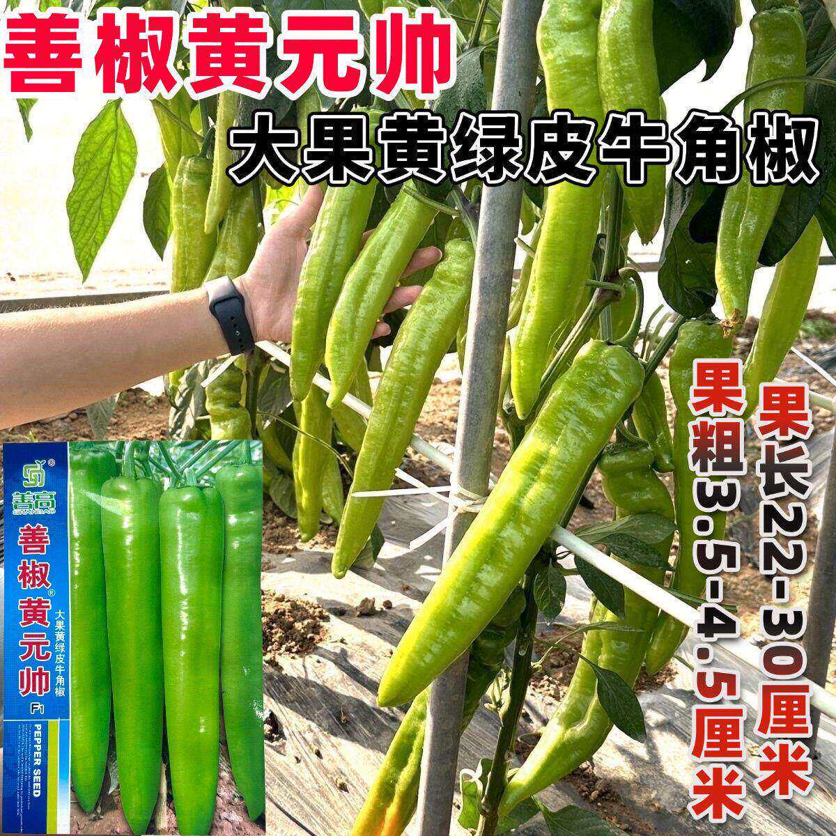 善椒黄元帅辣椒种子大果尖椒黄绿皮早中熟辣味中等抗病高产牛角椒