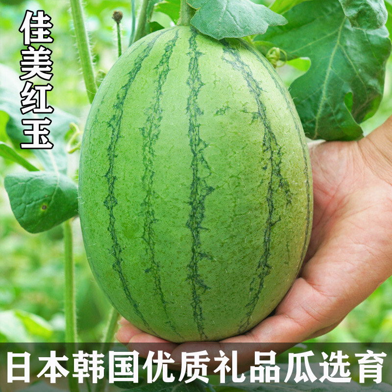 佳美红玉西瓜种子高产四季早熟薄皮超甜南方阳台小礼品西瓜种籽孑