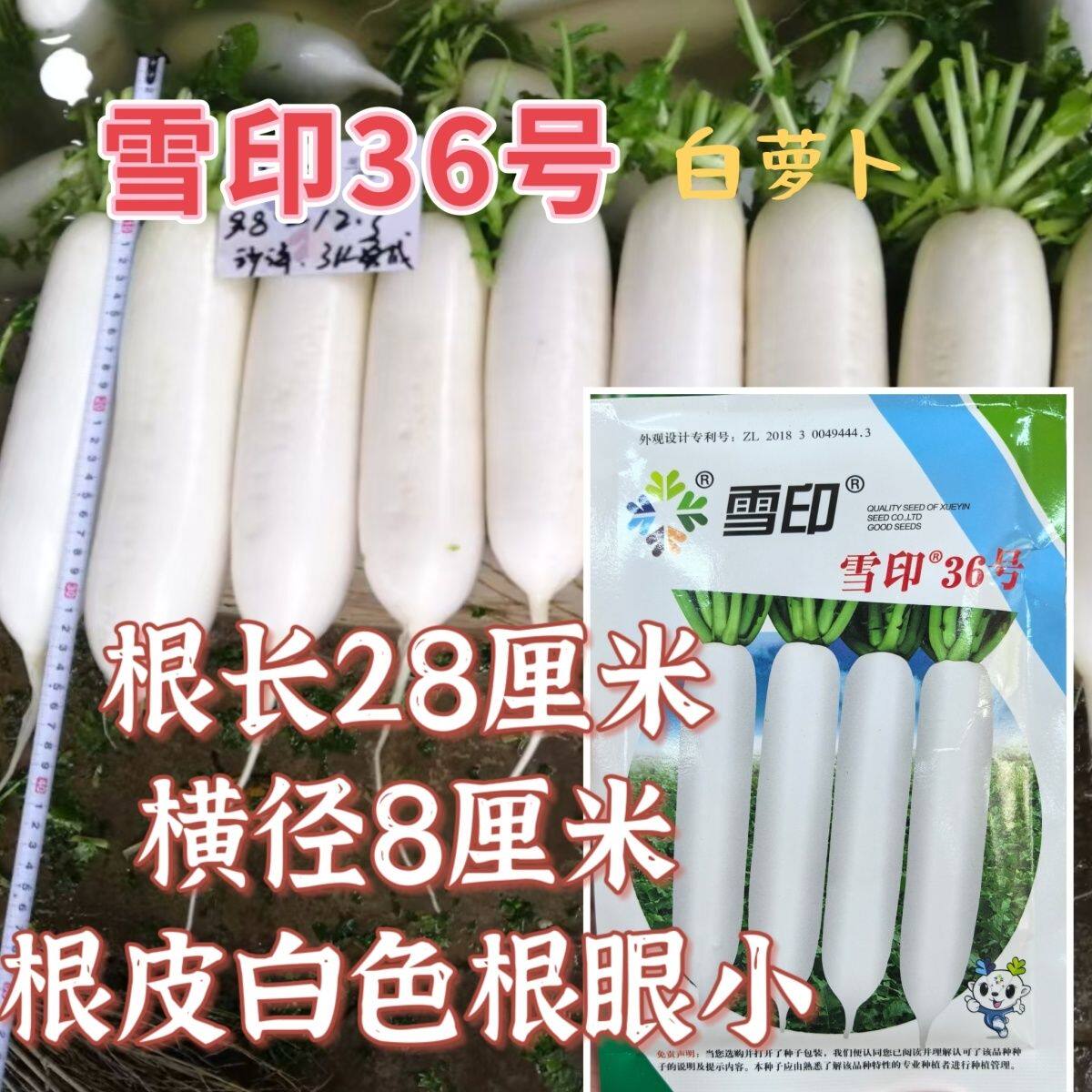 雪印36号萝卜种子根皮白色根眼小有光泽糠心晚根长粗高产抗病耐储