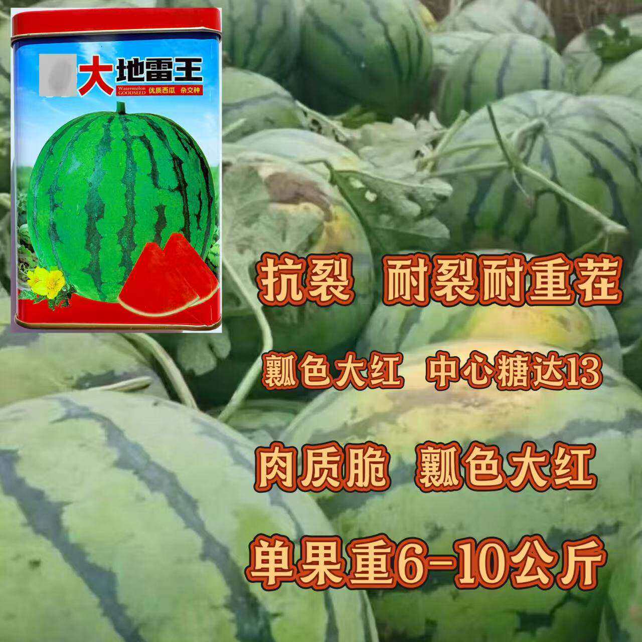 特大地雷王西瓜种子中早熟甜麒麟西瓜种籽又大又甜抗病高产大红瓤