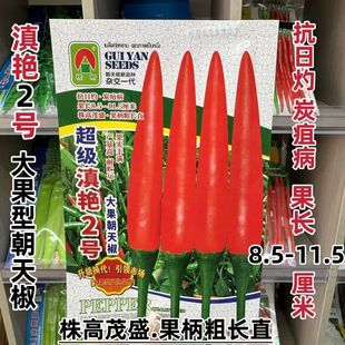 桂研超级滇艳2号大果朝天椒种子早中熟单生辣椒种籽春秋播种高产