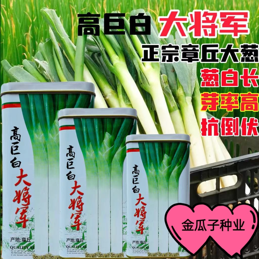 高巨白抗病王大葱种子高产量高抗病耐寒铁杆抗倒状四季播大葱种子
