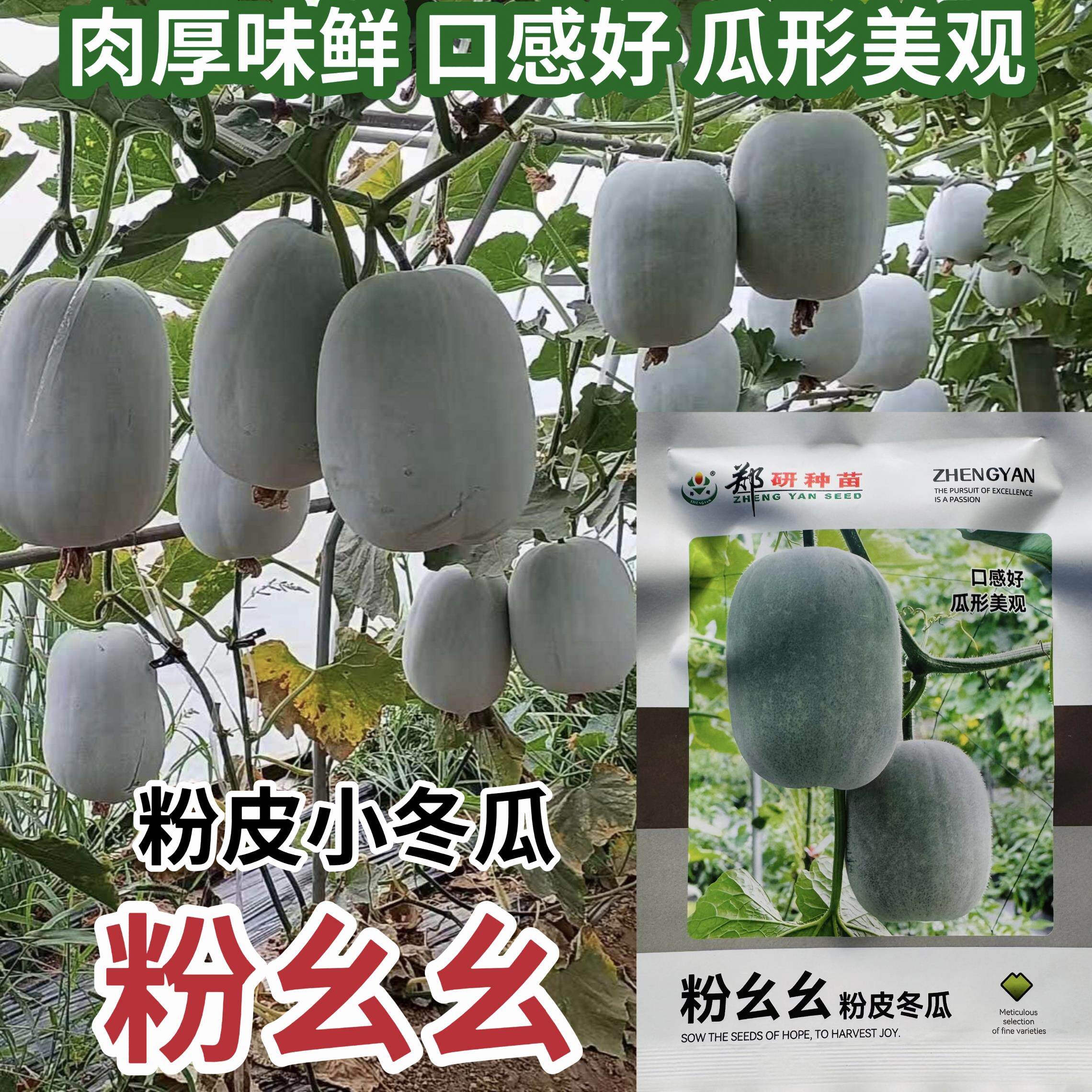 粉幺幺冬瓜种子粉皮冬瓜种籽早熟高产抗病粉皮冬瓜种籽春秋季播种