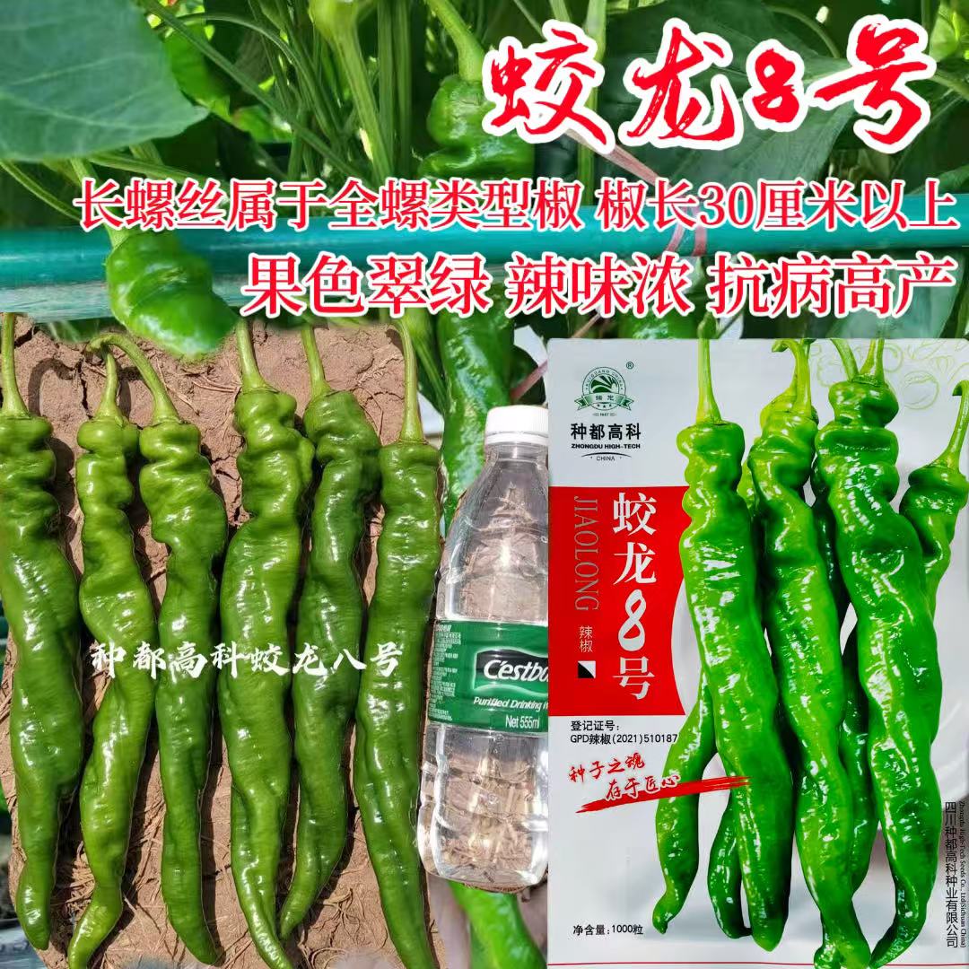 种都高科螺丝辣椒种子蛟龙8号螺丝椒抗病丰产春秋两季播长螺丝椒