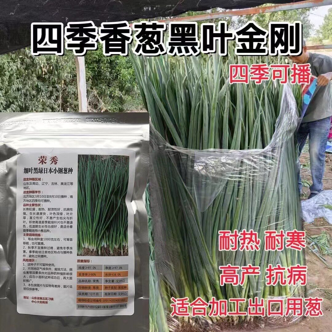 钢葱种子小葱青葱优秀耐热耐寒高产细叶黑绿日本小钢葱基地用