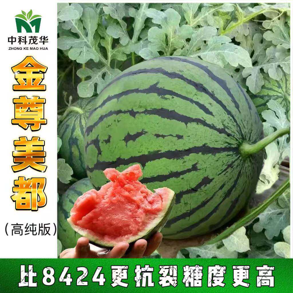 金尊美都西瓜种子春播中早熟大红瓤有籽西瓜种子肉质松脆多汁果籽