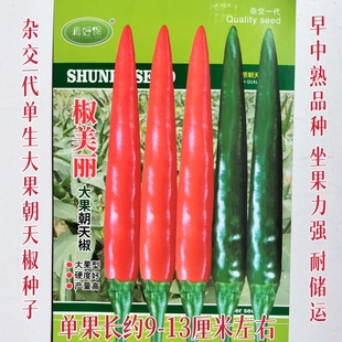 大果朝天椒种子单生早中熟杂交一代辣椒种孑春秋播朝天椒籽