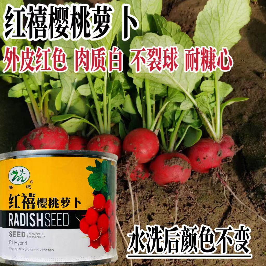 红禧樱桃萝卜种子杂交小型萝卜种子红皮白肉樱桃萝卜籽耐寒耐裂