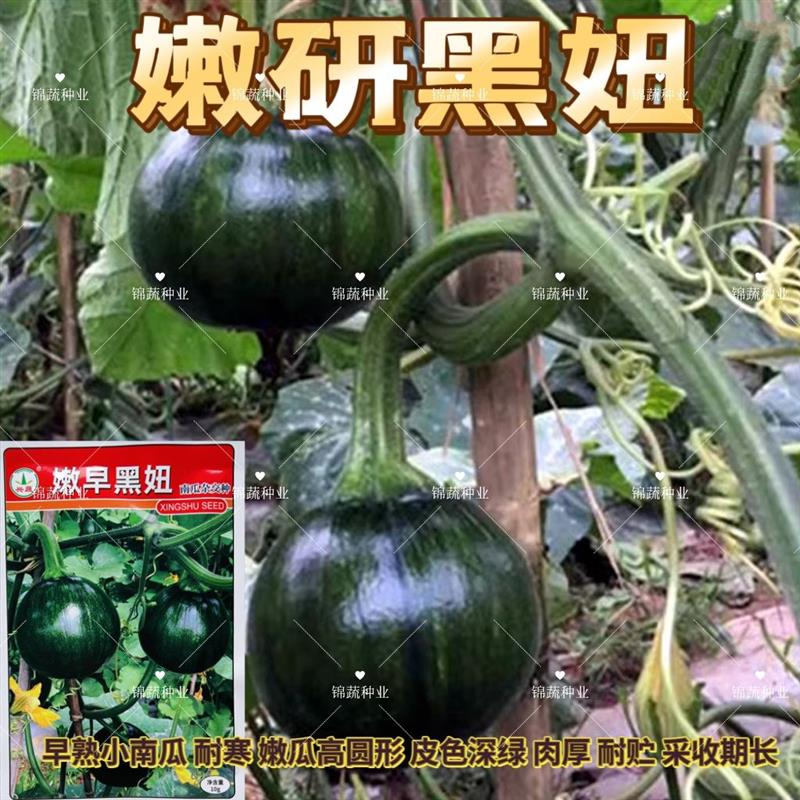 兴蔬嫩早黑妞嫩南瓜种子皮色深绿耐寒肉厚圆南瓜种籽春夏秋季