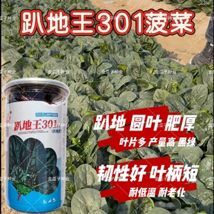 趴地王301菠菜种子笨菠菜籽叶片肥厚 深墨绿高产耐寒耐抽苔韧性好
