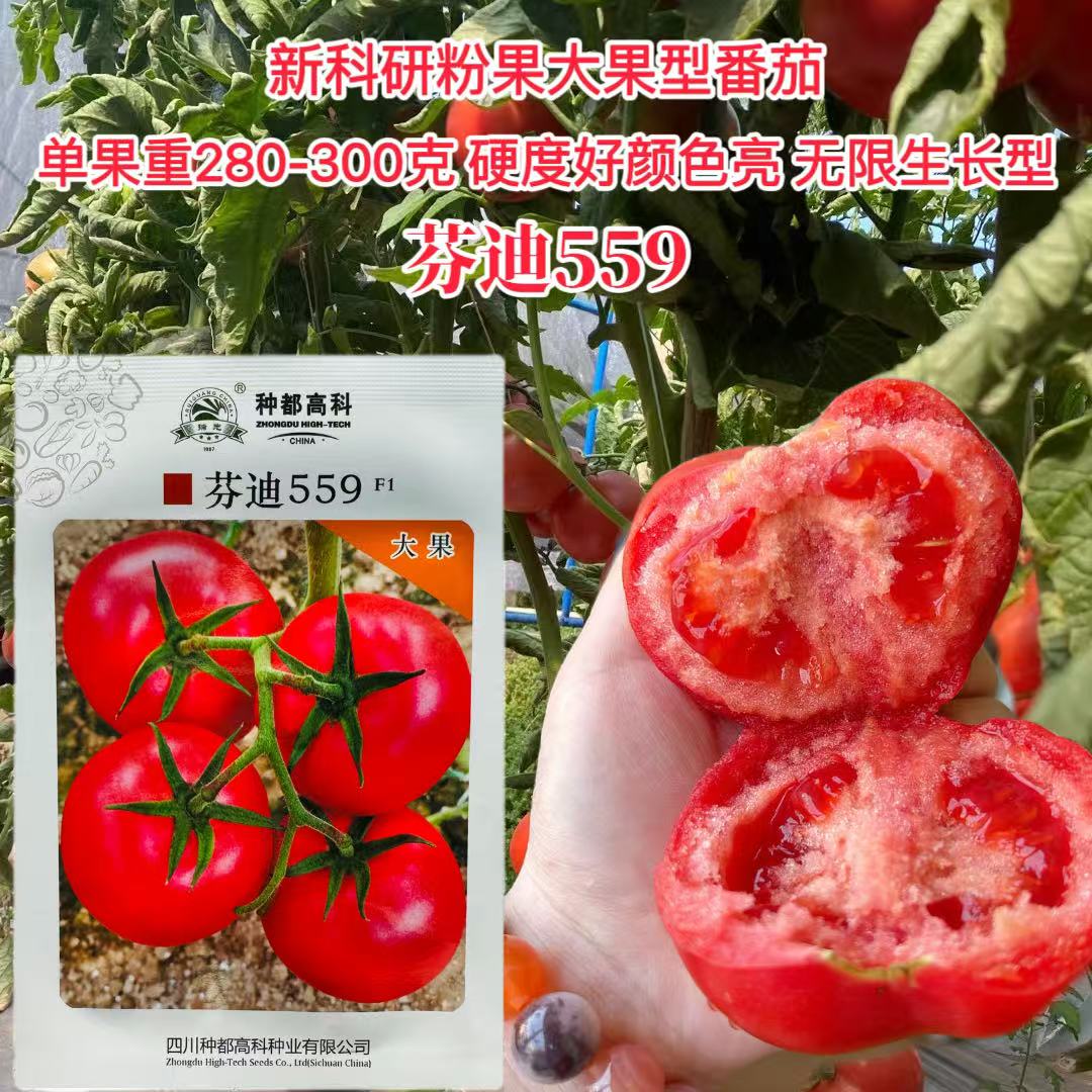 芬迪559番茄种子抗病高产硬果石头番茄基地大果西红柿籽