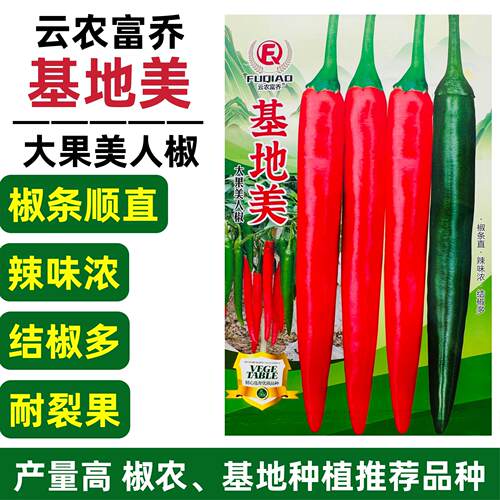 新品种基地美大果美人椒种子红尖椒种子耐裂海花红辣椒种籽产量高