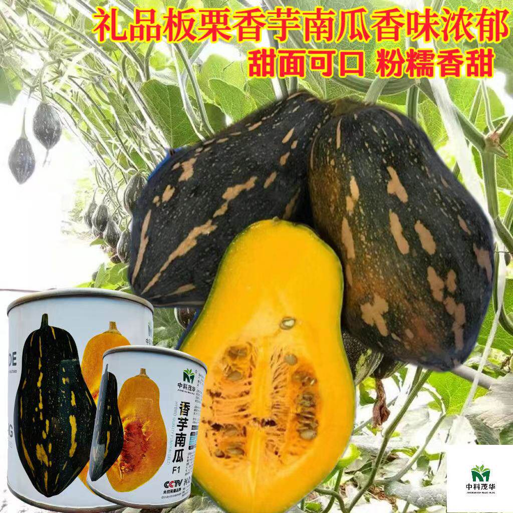 茂华香芋南瓜种子甜粉糯香浓高产大田爬地搭架四季种蔬菜种孑包邮