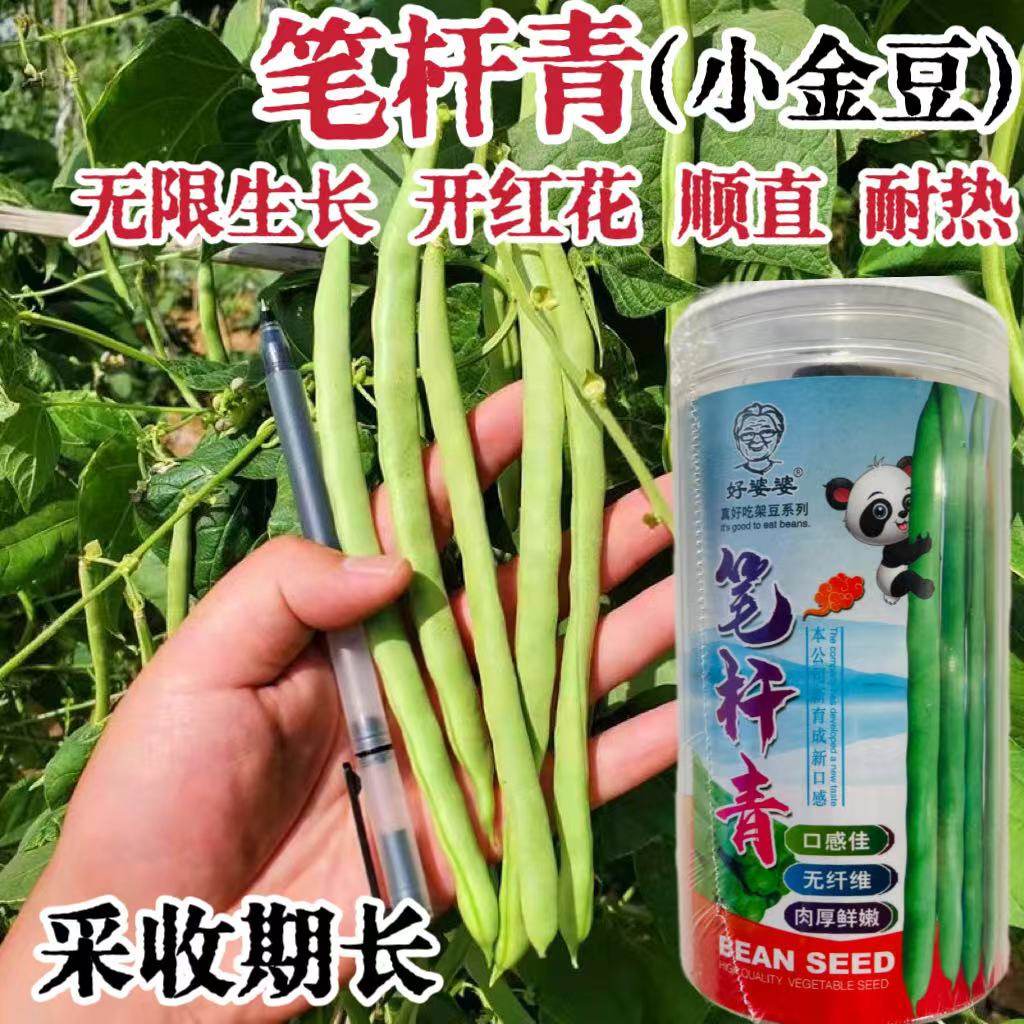 笔杆青架豆种子蔓生无限生长型菜芸豆种籽红花耐热偏圆形豆角孑种