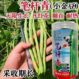 笔杆青架豆种子蔓生无限生长型菜芸豆种籽红花耐热偏圆形豆角孑种