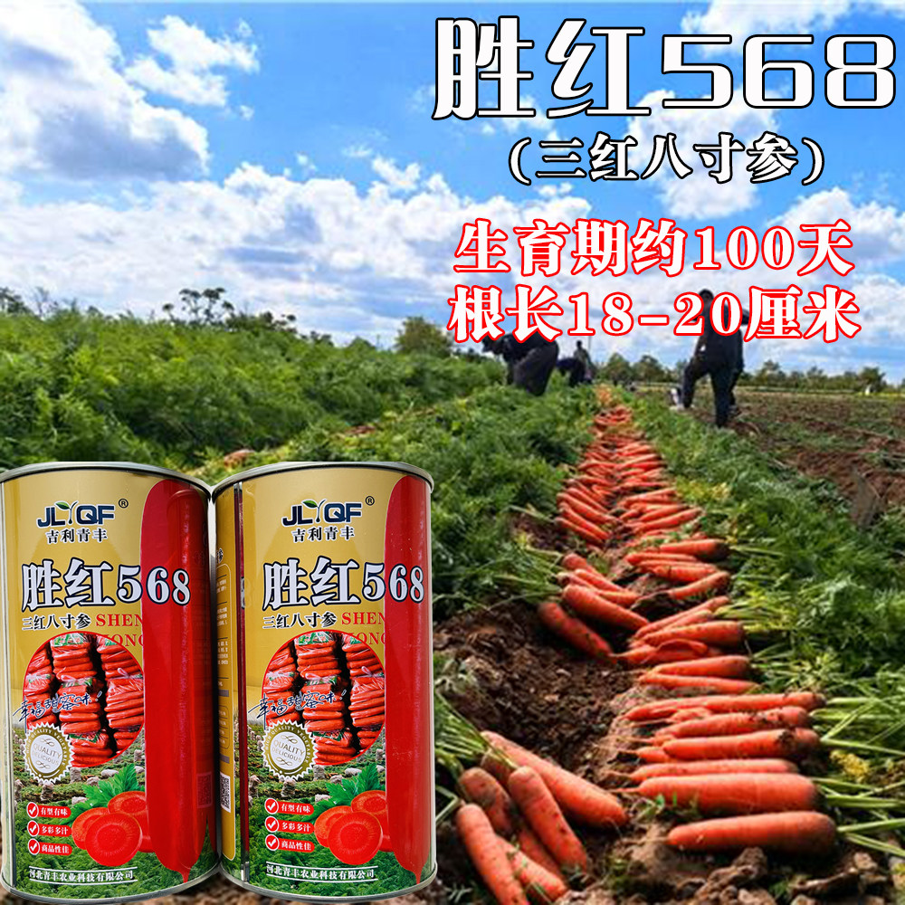 正品胜红568胡萝卜种子三红八寸参胡萝卜种籽皮肉桔红色抗病丰产