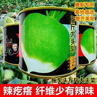 万斤大头菜种籽光面芥菜种腌制辣疙瘩疙瘩菜菜种子秋播盆栽菜芜菁