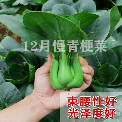 油绿杂交12月慢青梗菜四季青菜籽