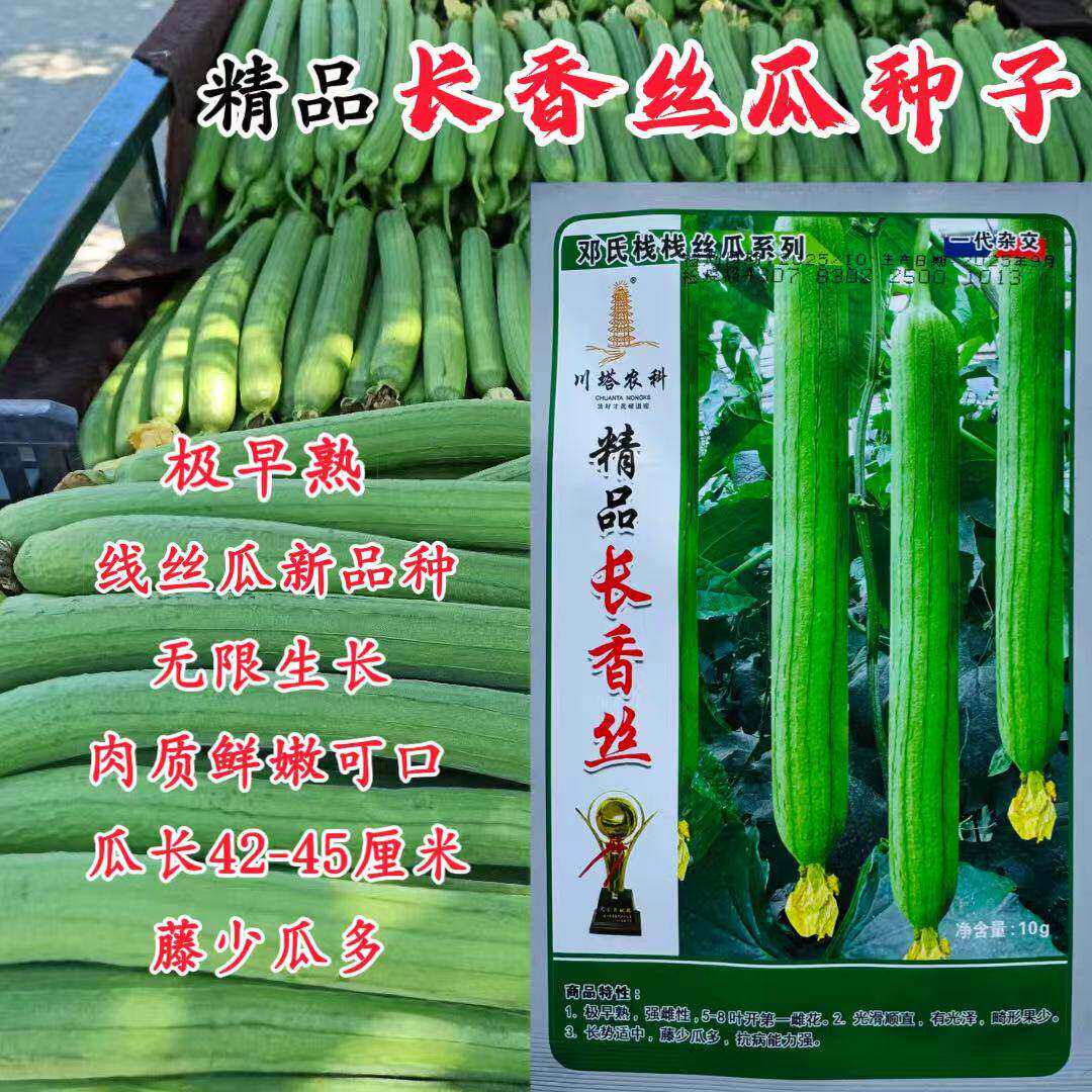 精品长香丝瓜种子早熟高产抗病光滑顺直线丝瓜种籽春秋播蔬菜种子