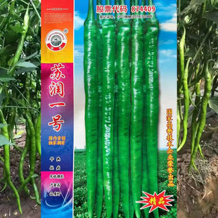 一号辣椒种子特长辣椒早熟绿果高产条椒辣味适中长采收期