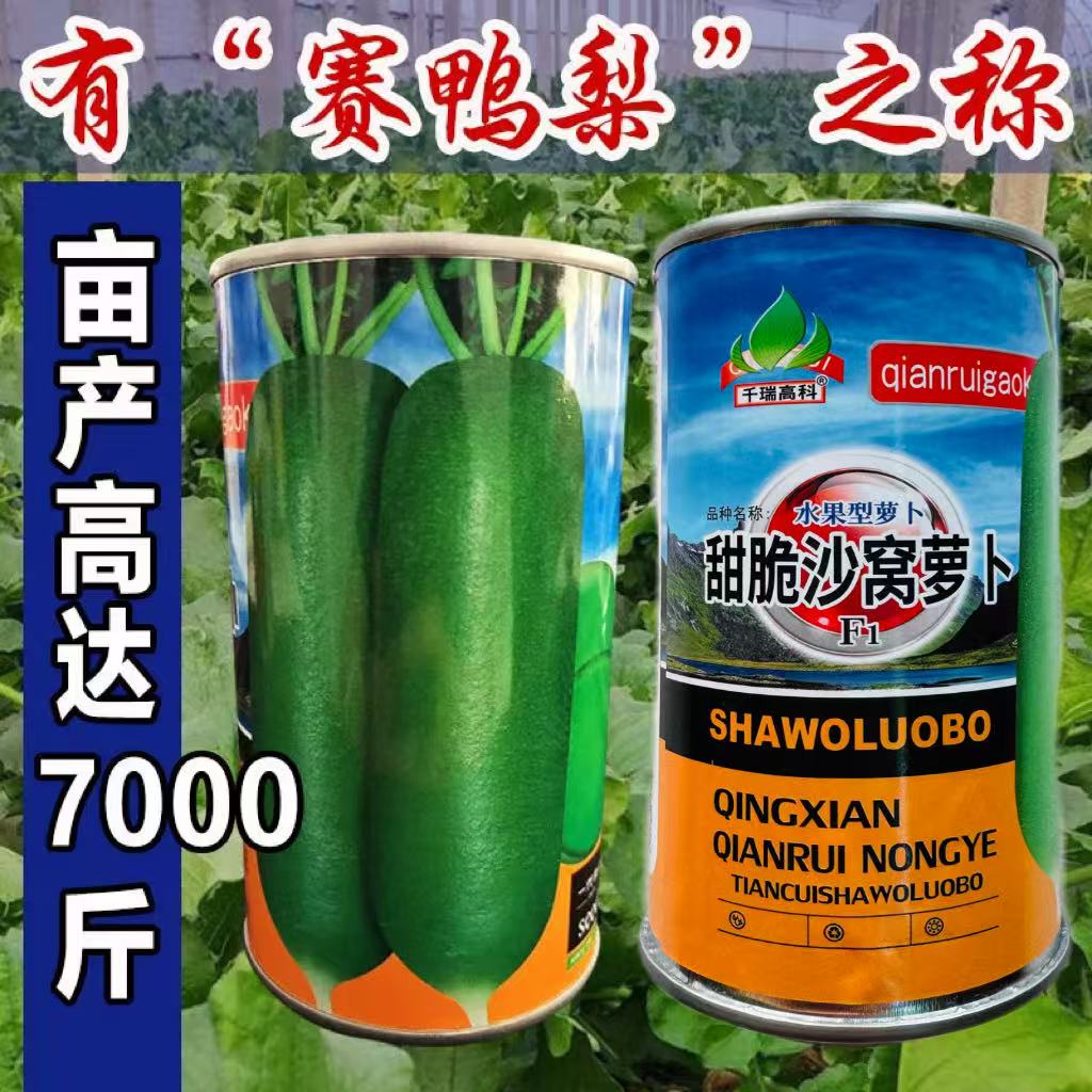 甜脆沙窝萝卜种子天津沙窝甜脆特大青萝卜籽种秋季播种萝卜蔬菜种