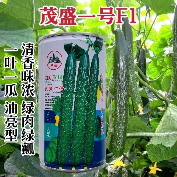 茂盛一号黄瓜种籽油亮型黄瓜杂交品种清香味浓绿肉绿瓤长黄瓜种子