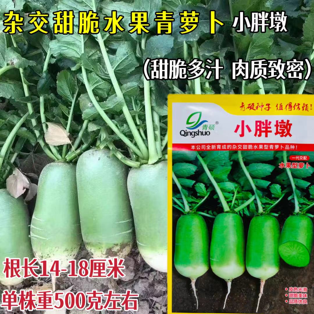 小胖墩甜脆水果型脆甜青萝卜种子青皮绿肉大田基地种植蔬菜种籽孑