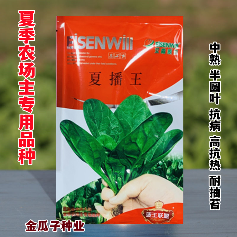 半圆叶抗热菠菜种速生高产深绿