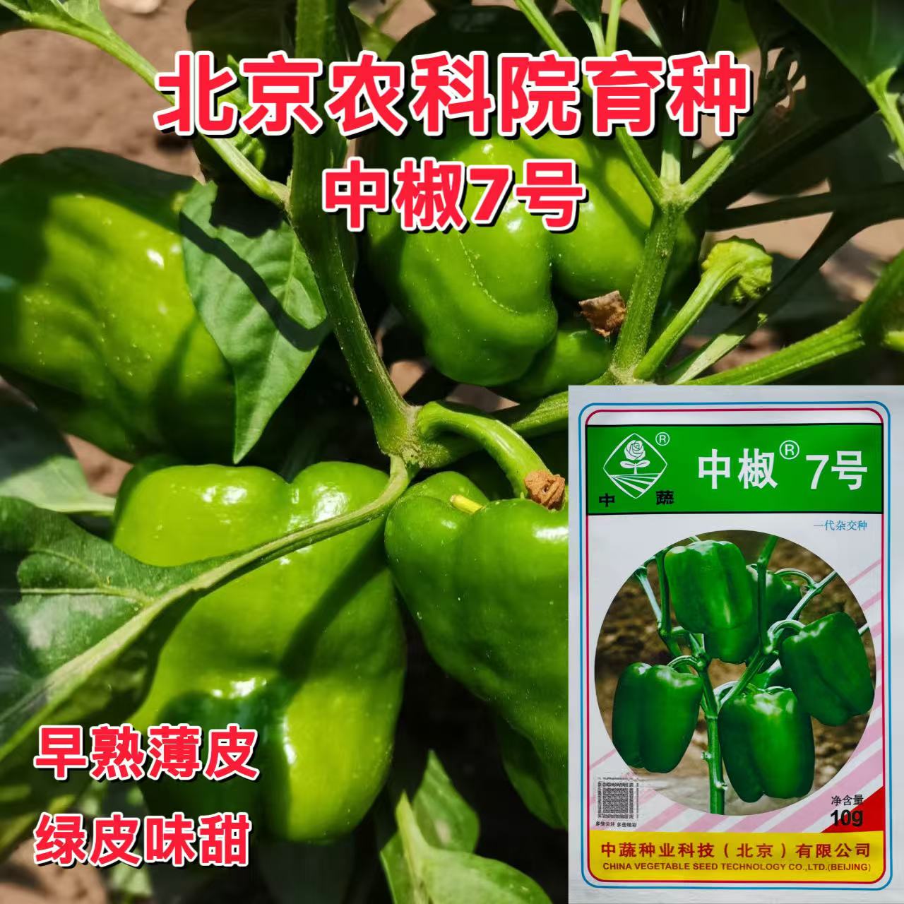 中椒7号甜椒种子 春露地保护地早熟灯笼椒菜椒种子果大味甜蔬菜籽