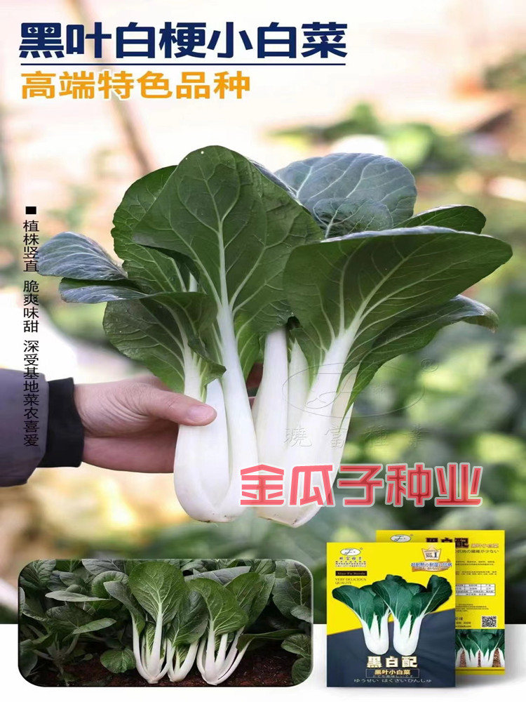 黑白配黑叶小白菜种子青菜种籽耐热耐湿抗病四季播白梗黑叶白菜孑