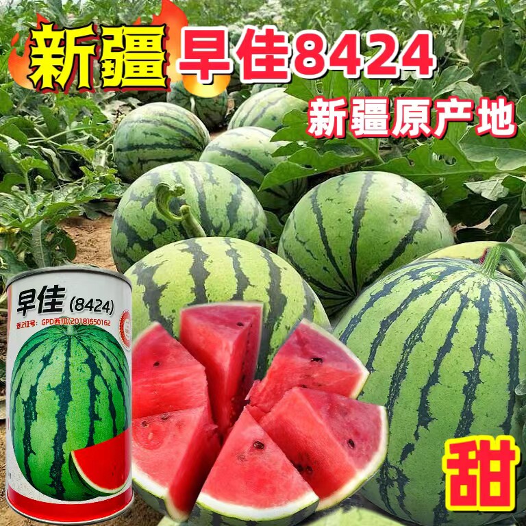 新疆早佳8424西瓜种子冰糖麒麟瓜早熟红瓤甜脆高产抗病春秋季播种