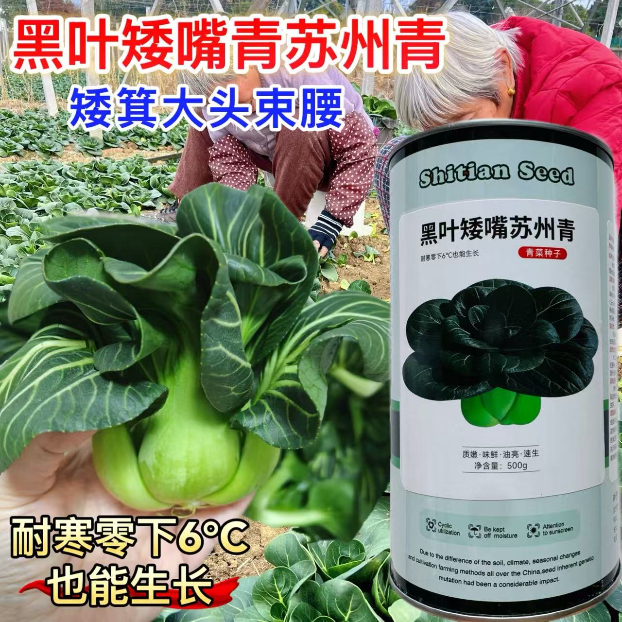 黑叶矮嘴苏州青种籽四季矮脚菜种子黑大头青菜籽口感甜糯蔬菜种子