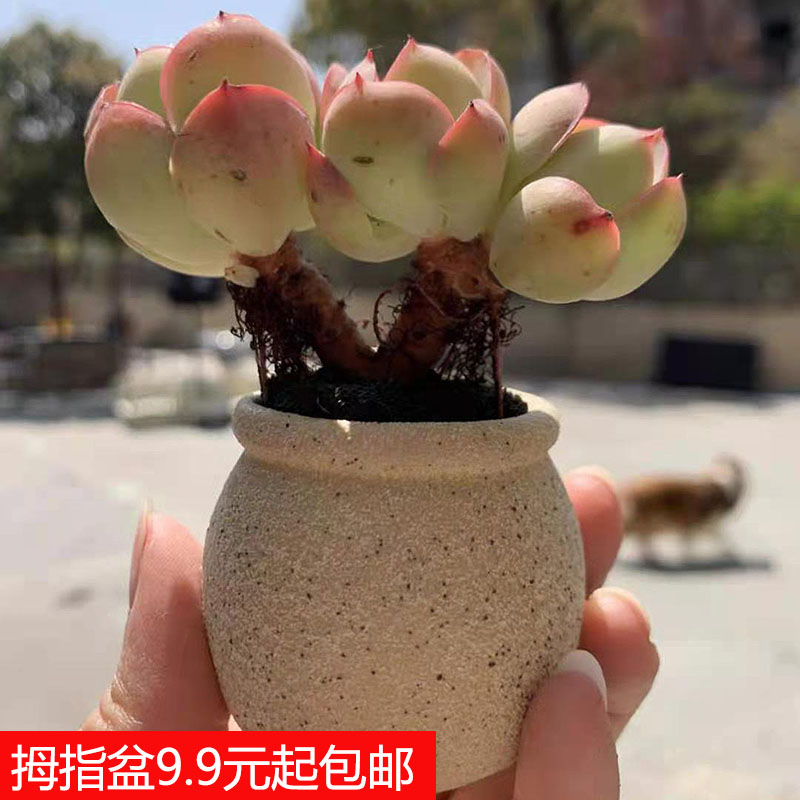 粗陶简约厂家直销薄利多销