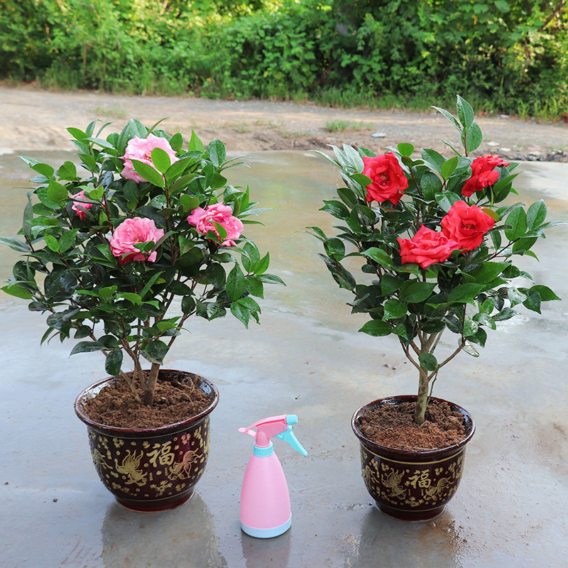 带花苞茶花盆栽四季耐寒山茶花苗室内植物好养五色赤丹浓香型花卉