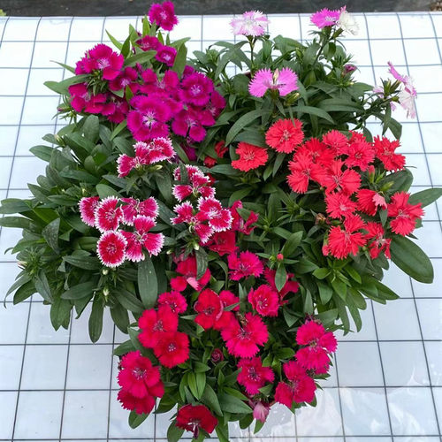 石竹花盆栽阳台庭院绿化五彩花卉四季耐寒花园花苗带花重瓣康乃馨 - 封面