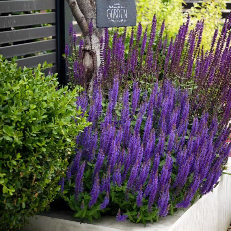 蓝色鼠尾草盆栽带花室外阳台植物庭院地栽花卉多年生耐寒耐热绿植