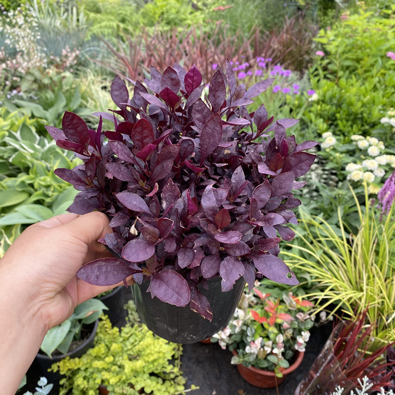 花镜植物紫叶莲子草盆栽阳台庭院绿植多年生宿根花卉耐热耐寒好养