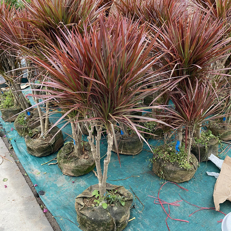 绿植七彩铁三色观叶防辐射盆栽