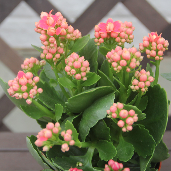 长寿花盆栽带花苞重瓣花卉客厅鲜花 办公桌室内植物 开花包邮