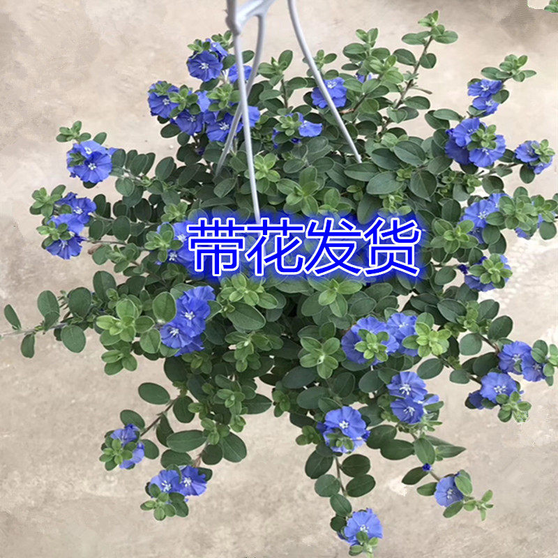 蓝星花盆栽带花苞阳台庭院花园耐热吊兰花卉垂吊好养植物